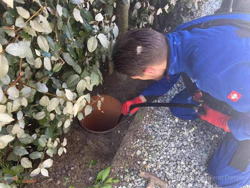 Rioolvliegjes Dongen Rioolvliegjes Dongen